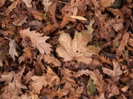 10 animales con hojas secas fáciles de cuidar: una guía completa