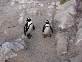 Descubre cómo nacen los pingüinos y conoce la fascinante historia de los pingüinos emperador