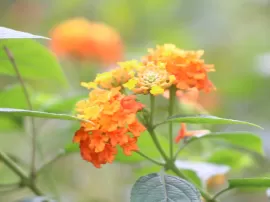 Descubre el nombre del árbol de flores naranjas con estos tips