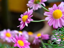 Consejos y recomendaciones para plantar flores en septiembre