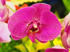 Descubre la orquídea más hermosa del mundo en estos lugares impresionantes