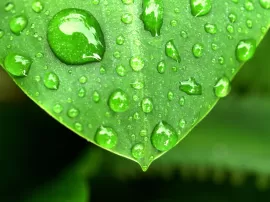 Descubre todos los beneficios del agua oxigenada en el crecimiento de tus plantas