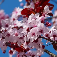 Sakura fascinación del cerezo y su simbolismo en Japón con la letra C