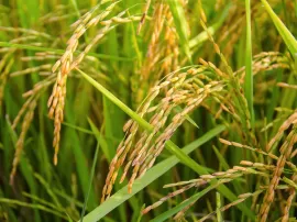Guía de plagas y enfermedades del arroz identificación prevención y control