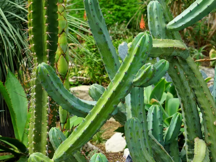 tipos de cactus de interior guia completa