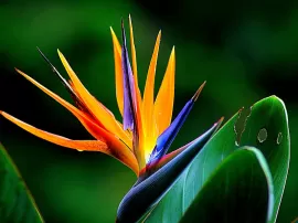 Belleza tropical en tu jardín flor del ave del paraíso y sus cuidados