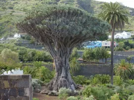 Descubre 27 tesoros naturales de Tenerife incluido el Drago Milenario de Icod