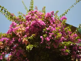 Descubre las mejores opciones de plantas de exterior con flor para embellecer tu jardín