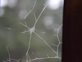 Efectivas soluciones para eliminar arañas blancas en tus plantas