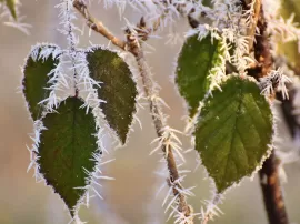 Explora plantas de invierno resistentes con flores hermosas para embellecer el frío