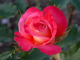 Guía completa para comprender las partes tipos y significado simbólico de las rosas