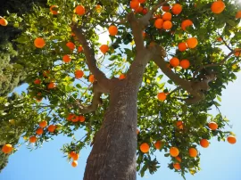 Guía completa para el cuidado fácil de árboles frutales en suelo y en maceta