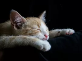 Guía práctica: Consejos para dormir a un gato durante la noche