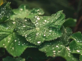 Top 10: Descubre las mejores plantas que absorben la humedad en casa